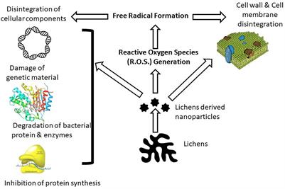 A Mini-Review on Lichen-Based Nanoparticles and Their Applications as Antimicrobial Agents